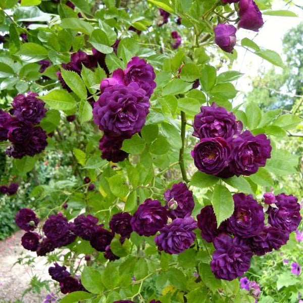 Rose Flower Seeds